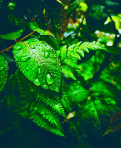 Dew-covered green leaves symbolizing WashBear’s eco-friendly laundry delivery service and natural care