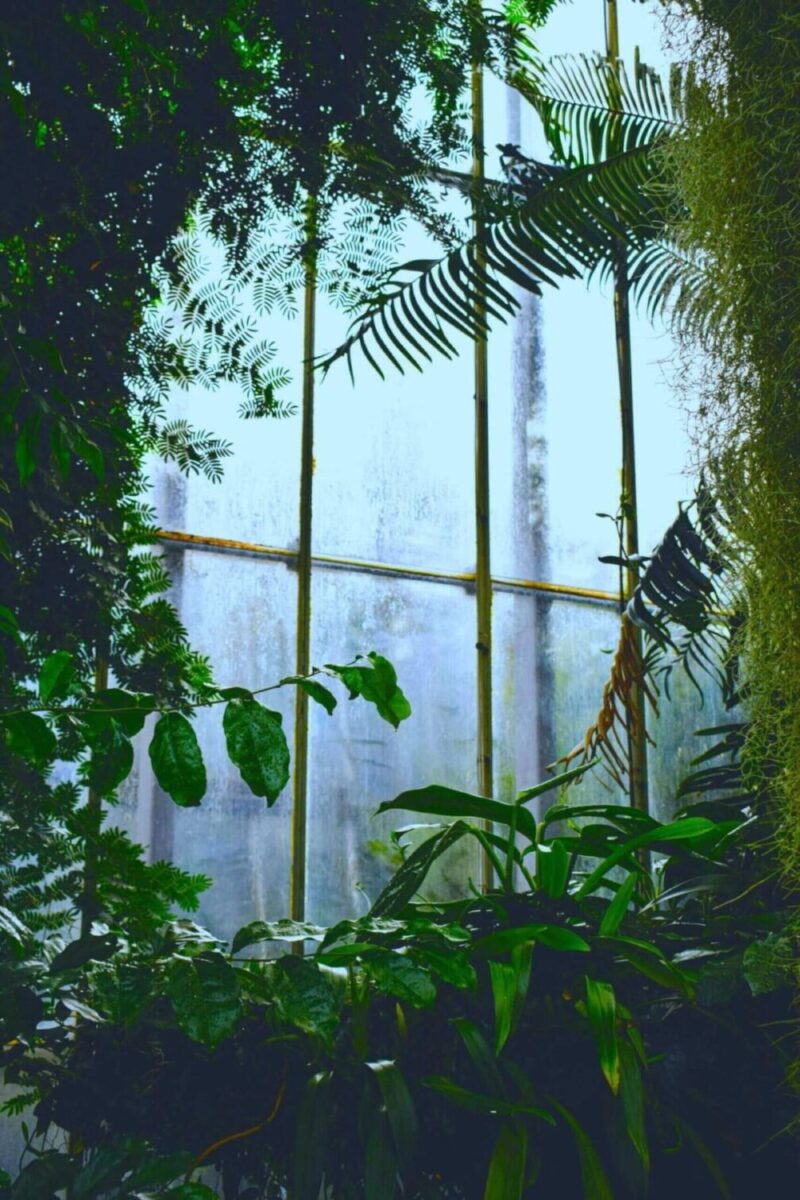 Lush green plants by a foggy window symbolizing WashBear’s natural freshness and eco-conscious laundry care